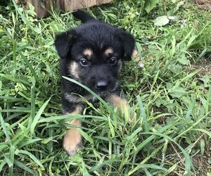 Australian Shepherd-German Shepherd Dog Mix Puppy for sale in SUMMERFIELD, OH, USA