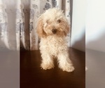 Small Photo #18 Poodle (Miniature) Puppy For Sale in DURHAM, CT, USA
