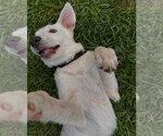 Small #5 Great Pyrenees
