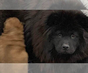Mother of the Chow Chow puppies born on 06/22/2019