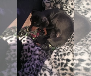 Miniature Pinscher Puppy for sale in SAN JOSE, CA, USA