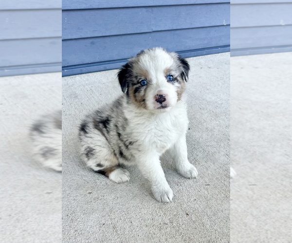 Medium Photo #2 Australian Shepherd Puppy For Sale in LODA, IL, USA