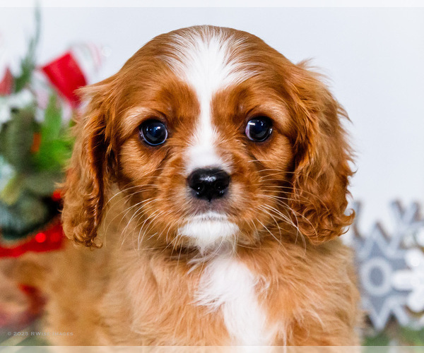 Medium Photo #16 Cavalier King Charles Spaniel Puppy For Sale in WAKARUSA, IN, USA