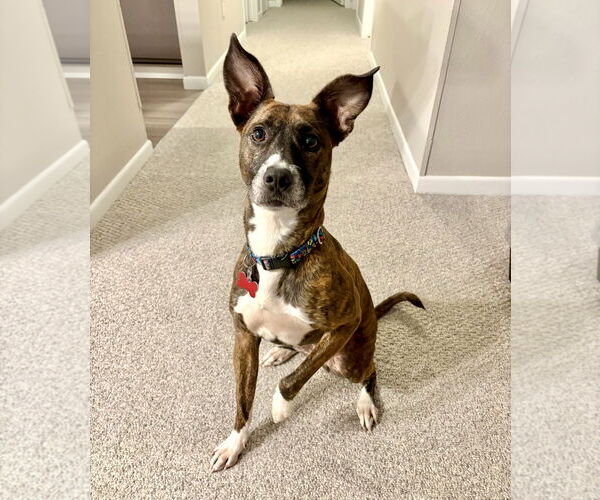 Medium Photo #15 Chihuahua-Dutch Shepherd  Mix Puppy For Sale in Grafton, WI, USA