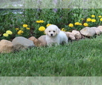 Small #3 Bichon Frise