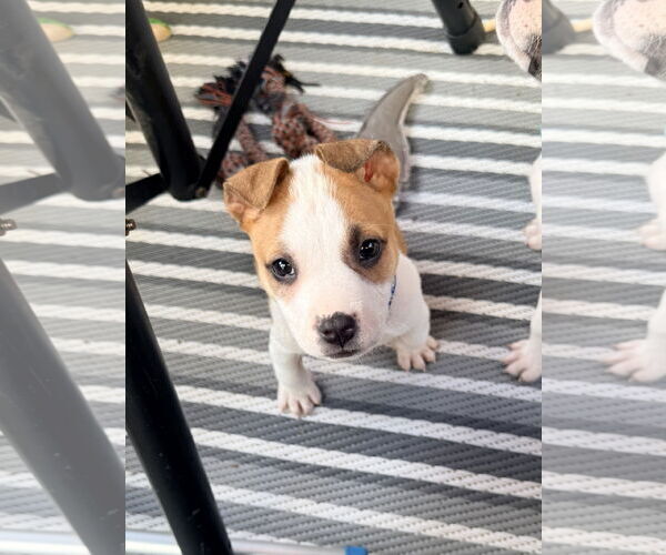 Medium Photo #3 American Staffordshire Terrier-Unknown Mix Puppy For Sale in Holly Springs, NC, USA
