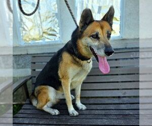 German Shepherd Dog Dogs for adoption in Long Beach, CA, USA