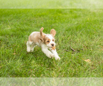 Small #5 Cocker Spaniel