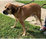 Small #1 Mastador
