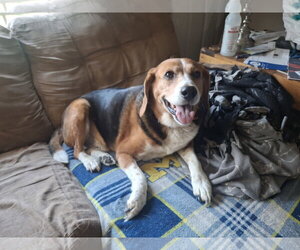 Beagle Dogs for adoption in Coldwater, MI, USA