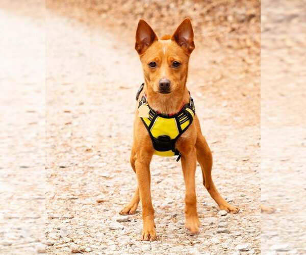 Medium Photo #8 Chiweenie Puppy For Sale in Ellijay, GA, USA