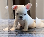 Small #4 French Bulldog