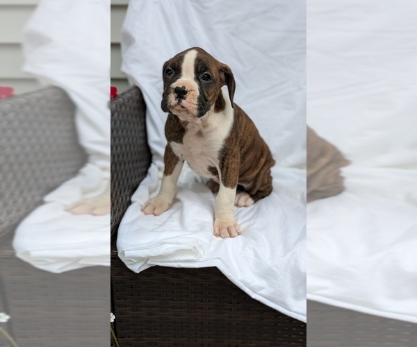 Medium Photo #9 Boxer Puppy For Sale in GOSHEN, IN, USA
