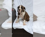 Small Photo #30 Boxer Puppy For Sale in GOSHEN, IN, USA
