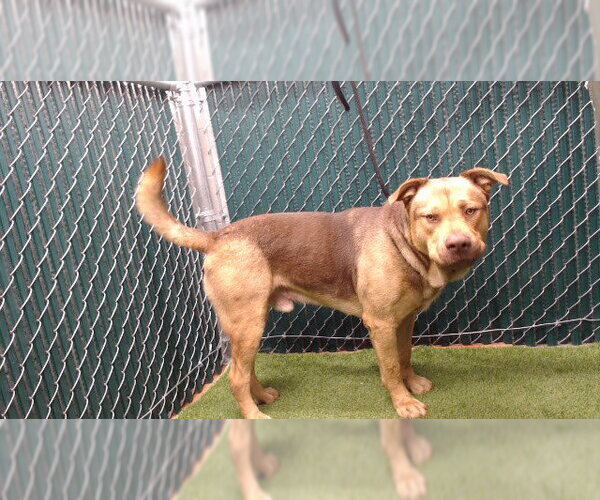 Medium Photo #1 Mastiff-Unknown Mix Puppy For Sale in Downey, CA, USA
