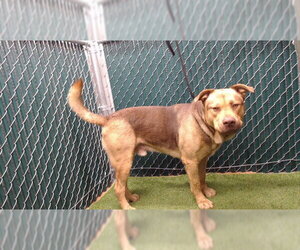 Mastiff-Unknown Mix Dogs for adoption in Downey, CA, USA