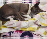 Small #3 Basenji Mix