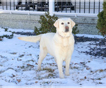 Small #3 Labrador Retriever