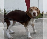 Small #5 Beagle