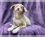 Small #1 Australian Shepherd