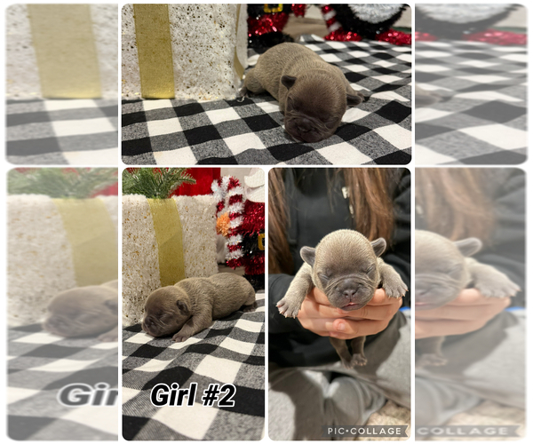 Medium Photo #5 French Bulldog Puppy For Sale in SACRAMENTO, CA, USA