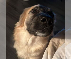 Great Pyrenees-Unknown Mix Dogs for adoption in Vail, AZ, USA