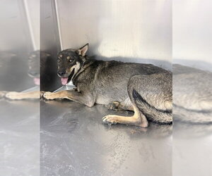 German Shepherd Dog-Unknown Mix Dogs for adoption in Riverside, CA, USA
