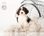 Small Photo #13 Saint Berdoodle Puppy For Sale in LEAVENWORTH, IN, USA