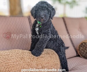Poodle (Standard) Puppy for sale in SURPRISE, AZ, USA