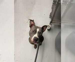 American Pit Bull Terrier Dogs for adoption in Waco, TX, USA