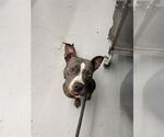 Small American Pit Bull Terrier