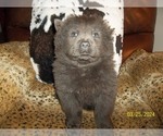 Small Photo #1 Chow Chow Puppy For Sale in MIDDLEBURG, FL, USA