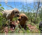 Small Photo #9 Golden Labrador Puppy For Sale in PEYTON, CO, USA