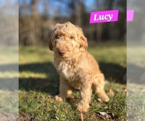 Goldendoodle Puppy for sale in DAHLONEGA, GA, USA