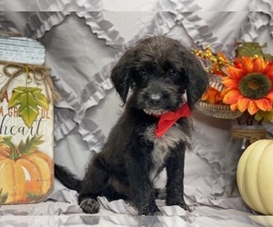 Poogle Puppy for sale in LANCASTER, PA, USA