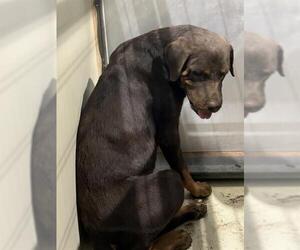 Rottweiler-Unknown Mix Dogs for adoption in Bakersfield, CA, USA
