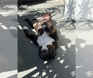 Rosie - Adopt Me! - Female American Staffordshire Terrier-Unknown Mix Dog for Adoption - Photo #23