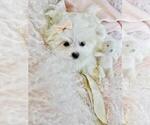 Small #8 Maltese