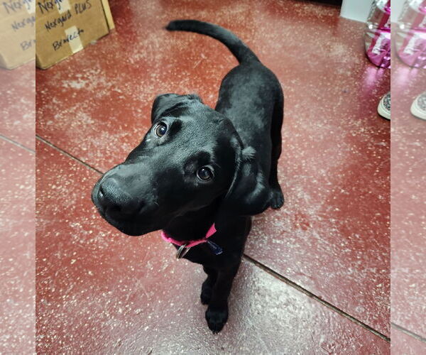 Medium Photo #11 Labrador Retriever Puppy For Sale in Fargo, ND, USA