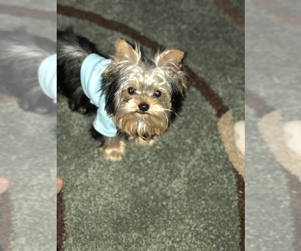 Medium Photo #1 Yorkshire Terrier Puppy For Sale in FORT GIBSON, OK, USA