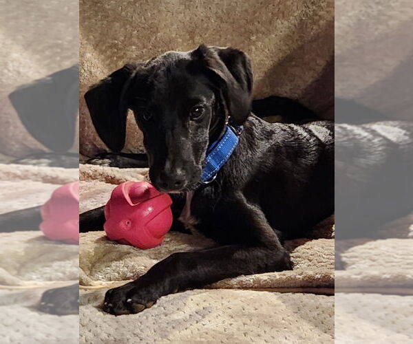 Medium Photo #4 Colonial Cocker Spaniel-Unknown Mix Puppy For Sale in Boston, MA, USA