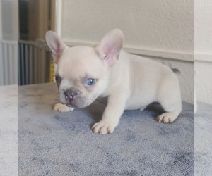 French Bulldog Puppy for sale in REDLANDS, CA, USA