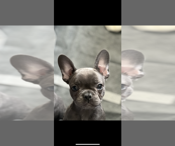 Medium Photo #1 French Bulldog Puppy For Sale in SEAFORD, DE, USA