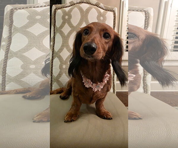 Medium Photo #8 Dachshund Puppy For Sale in Shelbyville, TN, USA