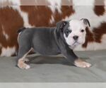 Small #3 English Bulldog