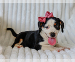 Small #2 Beagle-Mutt Mix
