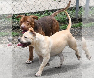 Moo Deng - Female Bulldog-Staffordshire Bull Terrier Mix Dog for Adoption - Photo #6