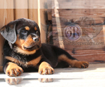 Small Photo #8 Rottweiler Puppy For Sale in BARGERSVILLE, IN, USA