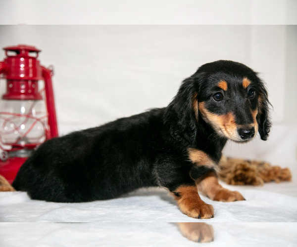 Medium Photo #4 Dachshund Puppy For Sale in GOSHEN, IN, USA