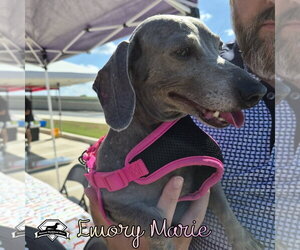 Emory Marie+ - Female Dachshund Dog for Adoption - Photo #8